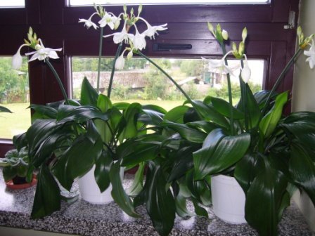 Inauguracja roku szkolnego 2011/2012